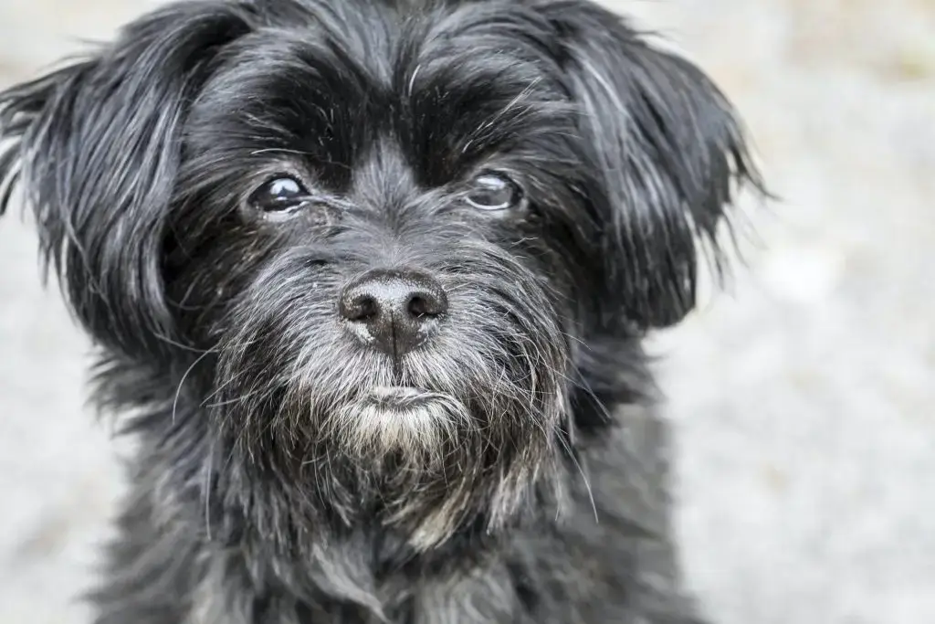 A Comprehensive Guide to the Affenpinscher Dog Breed 5 unsplash image 0qxAkBdxmFE