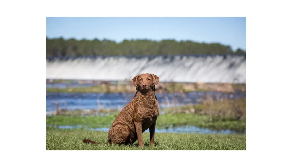 Chesapeake Bay Retriever