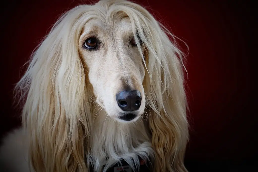 An Introduction to the Stunning Afghan Hound 1 afghanhound