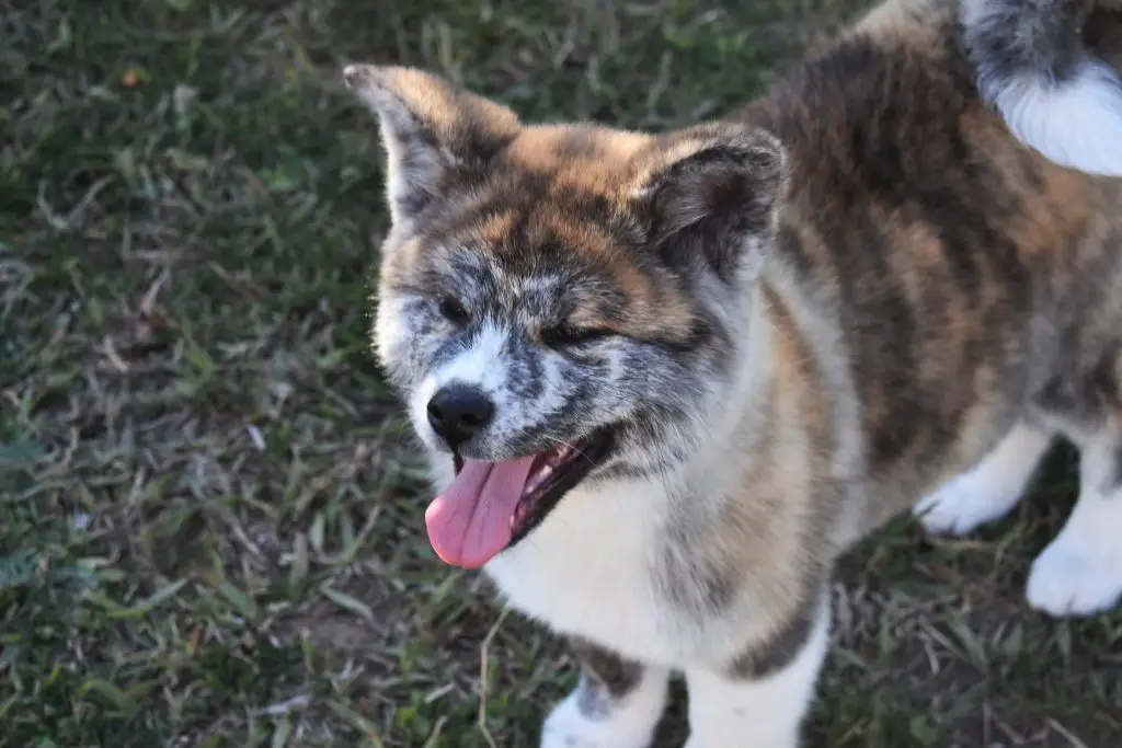 The Complete Guide to Akita Dogs 3 akita