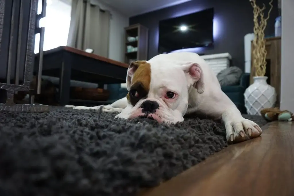 Monitoring Your Pet With Separation Anxiety While You Are Away 3 dog