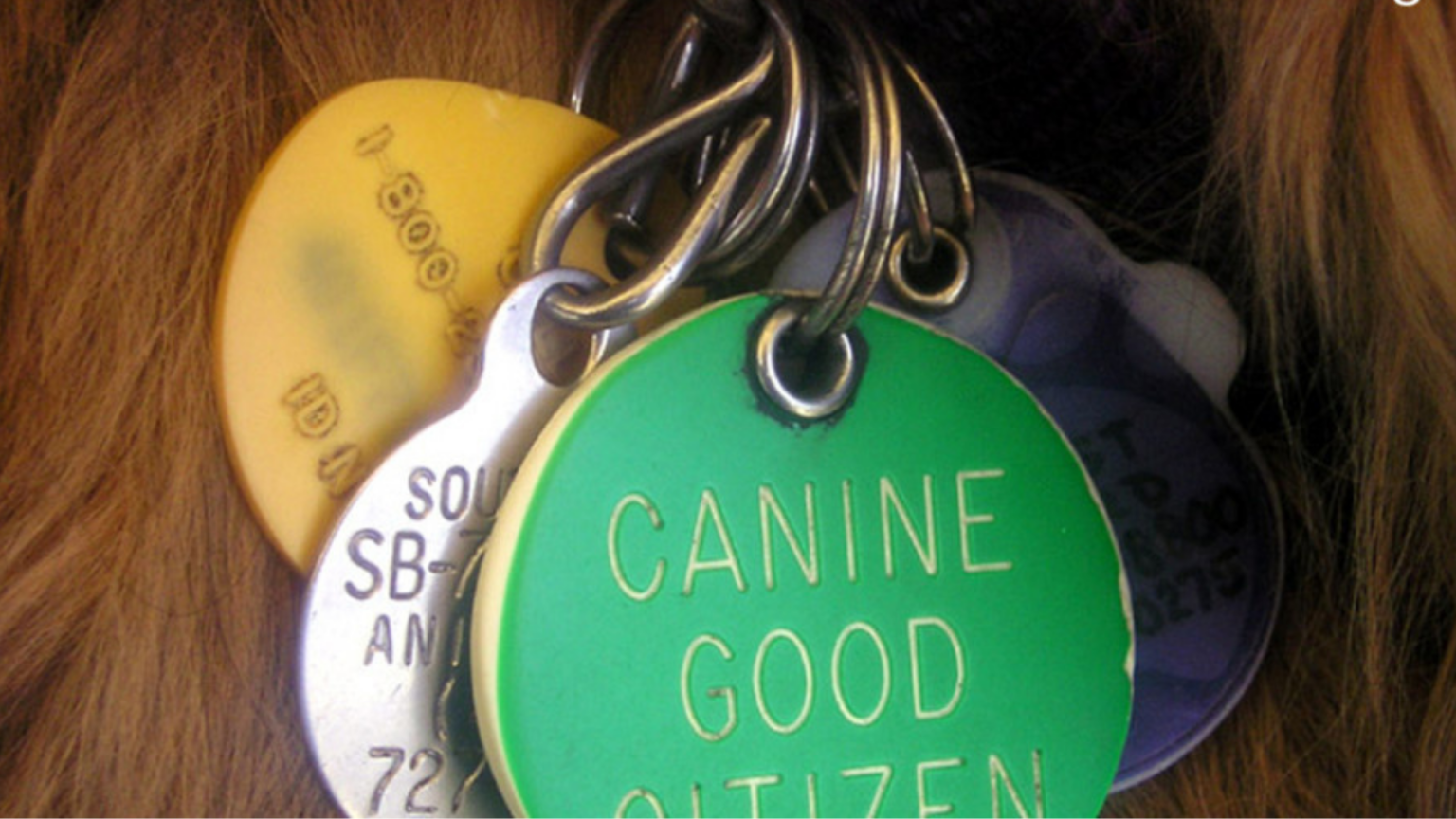Dog’s Collar What Tags to Include for Safety & Style