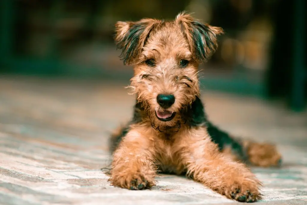 Getting to Know The Airedale Terrier: Personality & Traits 2 unsplash image TgGpBy3fTZc