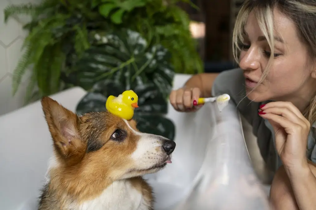 Do You Need to Brush Your Dog’s Teeth? 1 washing pet dog home