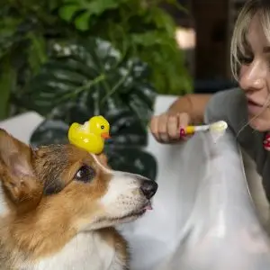 washing pet dog home