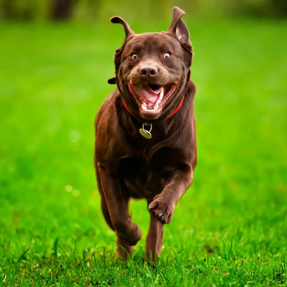 How to Teach Your Dog to Come When Called 1 1