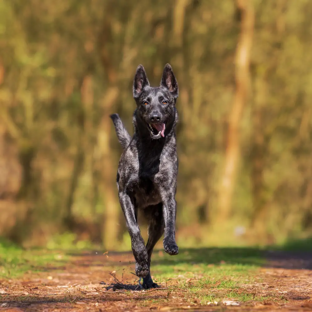 How to Teach Your Dog to Come When Called 3 2