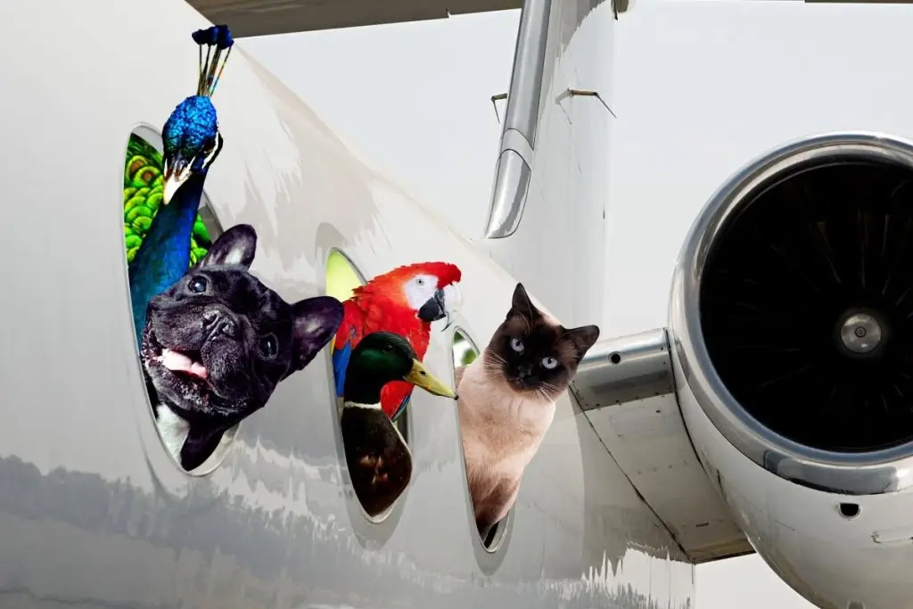 How To Keep Your Pet At Ease when traveling long distances 2 4FED1372 3B11 43D5 837D DBBBBEB74078