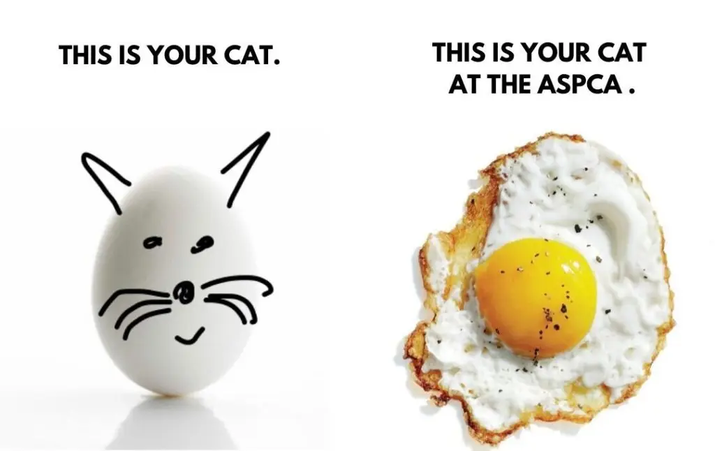 DO NOT consider the ASPCA as a contingency plan for your pet. 1 ASPCA