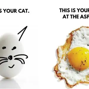 ASPCA