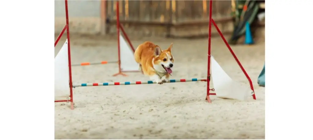 Corgi Care and Maintenance 5 ActivitieswithCorgi