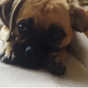 BudegetFreindlyPetCleaningProducts