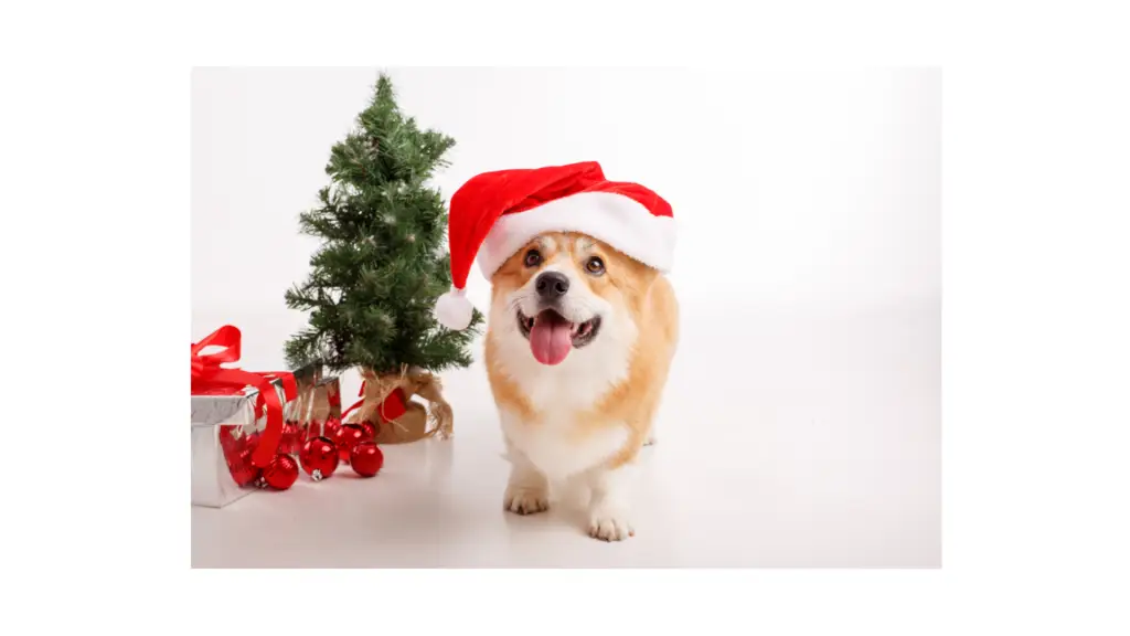 Corgi Care and Maintenance 1 CorgiCareandMaintenance