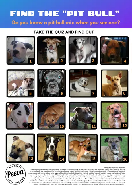 Everything you need to know about pit bulls 10
