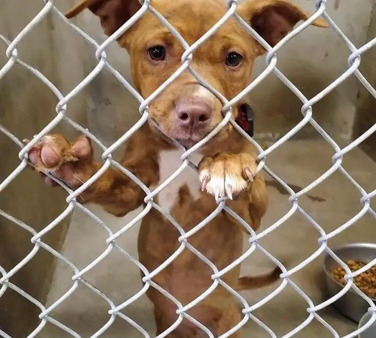 Everything you need to know about pit bulls 8 IMG 2556 2