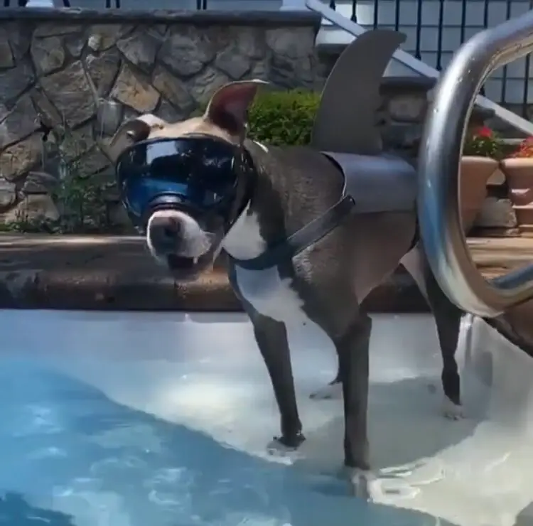 Everything you need to know about pit bulls 6 IMG 2571 2