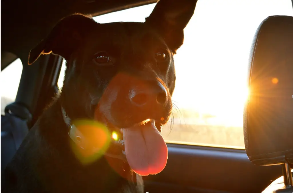 Everything you need to know about pit bulls 5 OvercomingCommonProblemsWhenTravelingwithYourDog 2 1