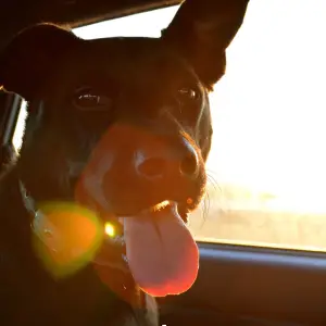 OvercomingCommonProblemsWhenTravelingwithYourDog 2 1