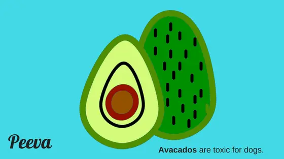PeevapettipAvadaosarebadfordogs
