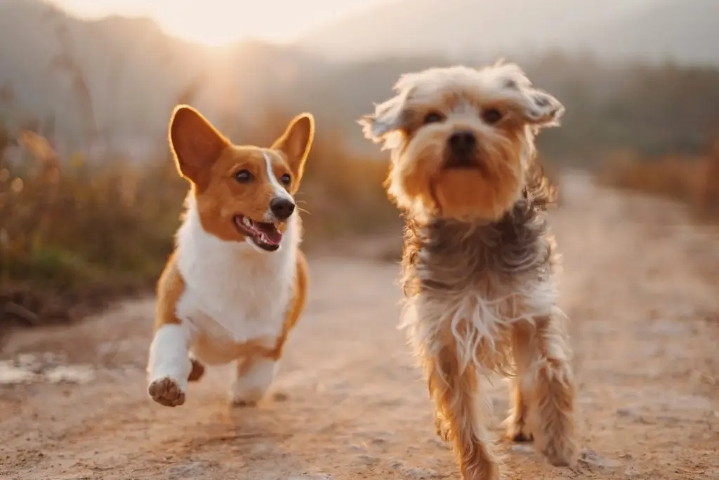Keeping Your Pets Happy and Healthy When You Can't Get Out As Much 1 alvan nee T 0EW SEbsE unsplash
