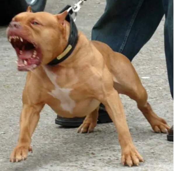 Everything you need to know about pit bulls 2 assholepittbull