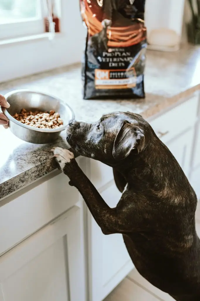 Keeping Your Pets Happy and Healthy When You Can't Get Out As Much 2 chewy NOBRu2TAqcs unsplash