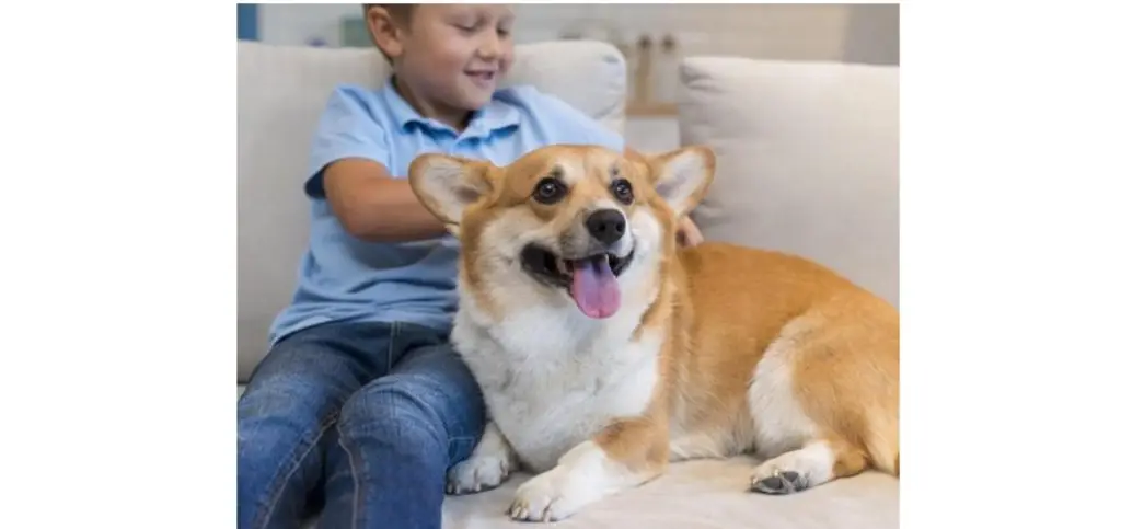 Corgi Care and Maintenance 2 corgi