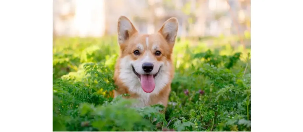 Corgi Care and Maintenance 7 corgidiet