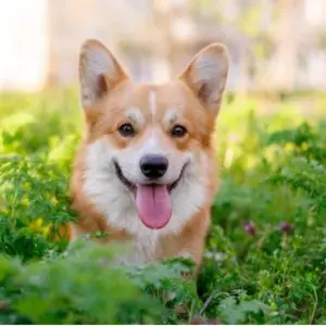 corgidiet