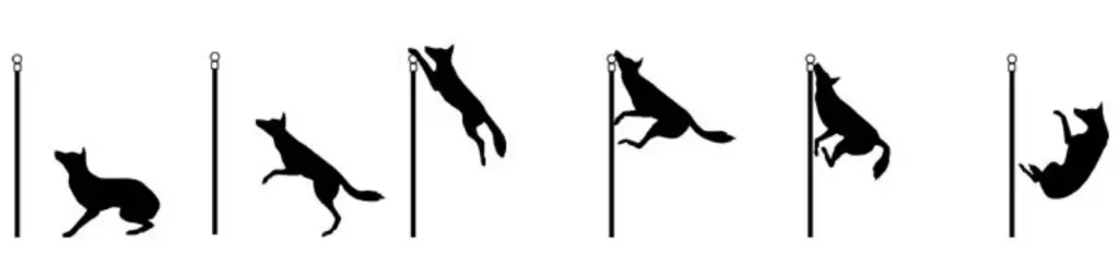 coyote9