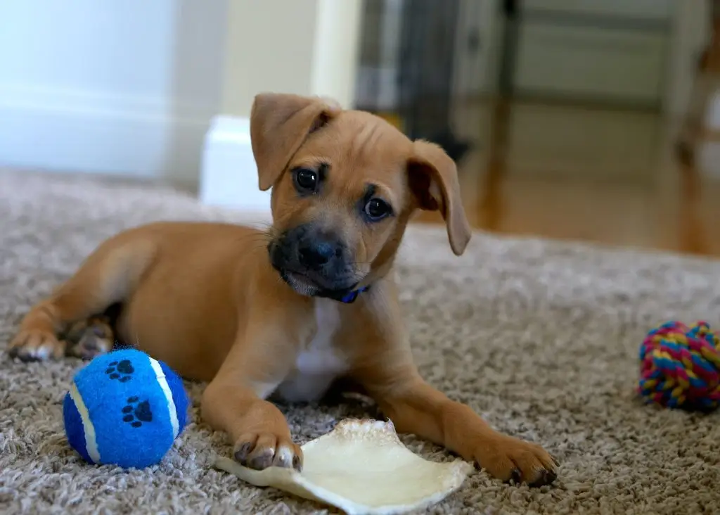 Keeping Your Pets Happy and Healthy When You Can't Get Out As Much 3 edge2edge media C2Yxp5iINn4 unsplash