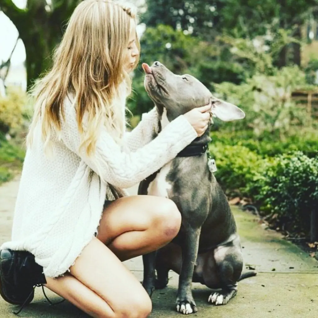 Everything you need to know about pit bulls 1 everythingyouneedtoknowaboutpitbulls