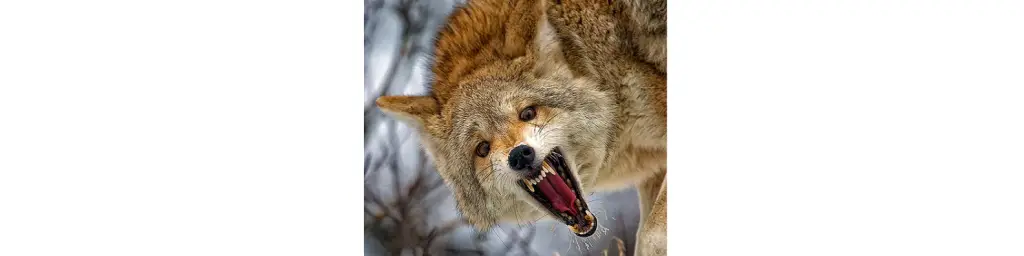 fend off coyote attack