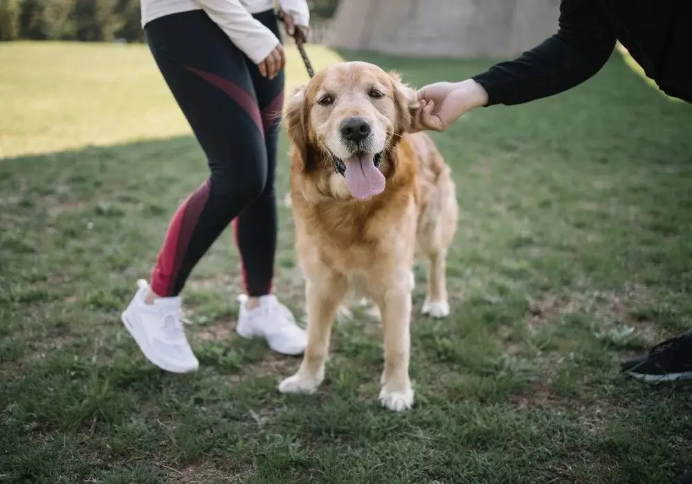 helping pet owner.jpg