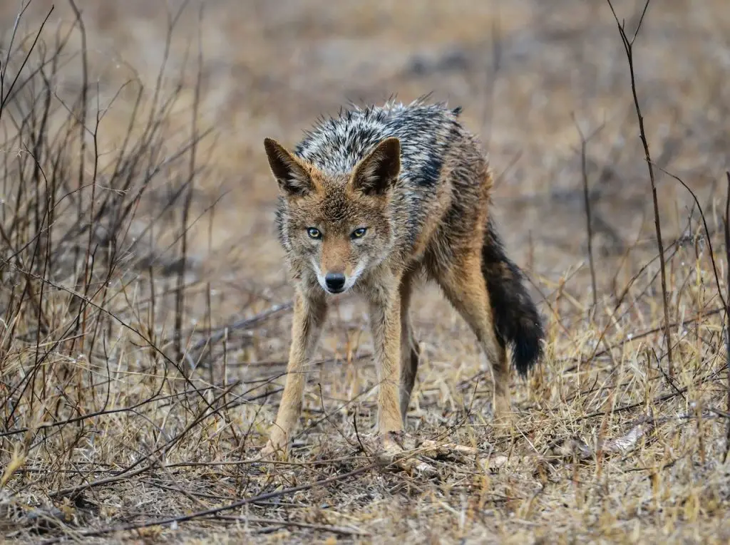 howtofightCoyote