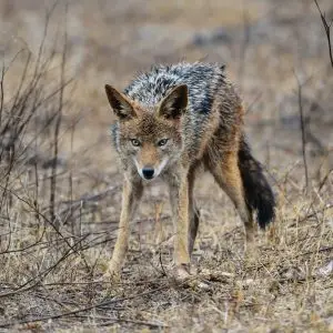 howtofightCoyote