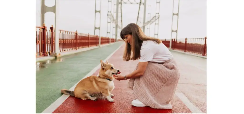 Corgi Care and Maintenance 4 hygeniccareforcorgi