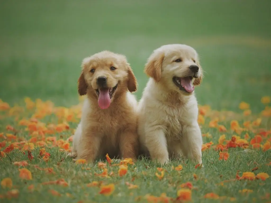 microchippingdogsprosandcons