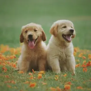 microchippingdogsprosandcons