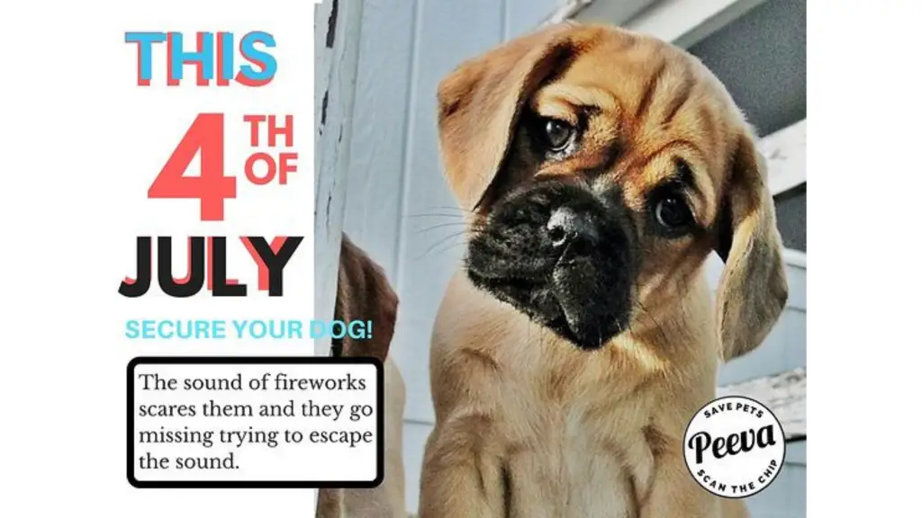 More pets go missing on the 4th of July than any other day 1 more pets go missing on the fourth of july than any other day