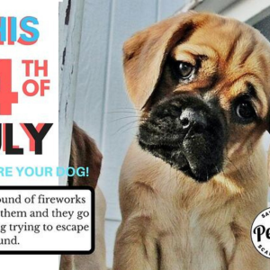 more pets go missing on the fourth of july than any other day