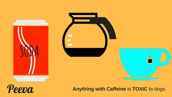 peevadoghealthtipcaffeineisbadfordogs