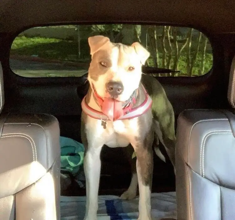 Everything you need to know about pit bulls 4 pitbull 1