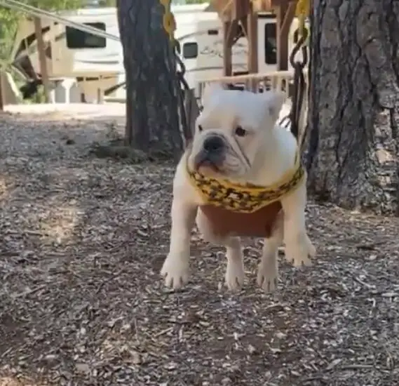 Everything you need to know about pit bulls 7 pitbull 2