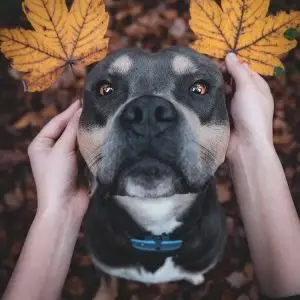 pitbull