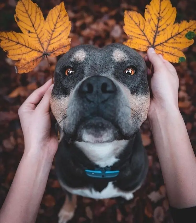 Everything you need to know about pit bulls 3 pitbull
