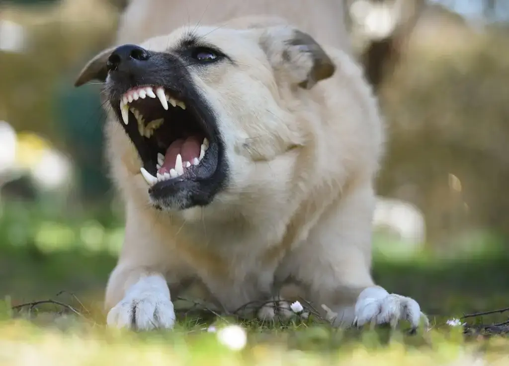 Aggression in dogs 2 signsofaggressiondogs