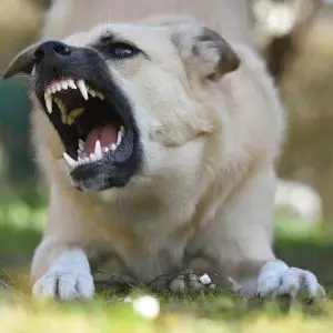 signsofaggressiondogs