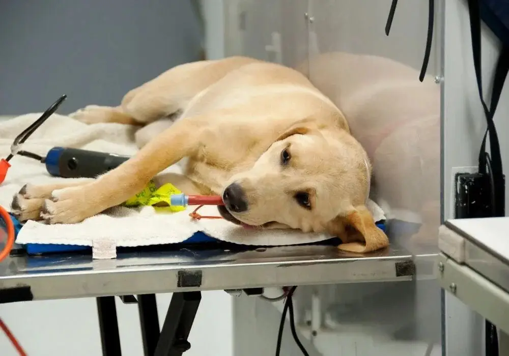 spaying dog vet clinic.jpg