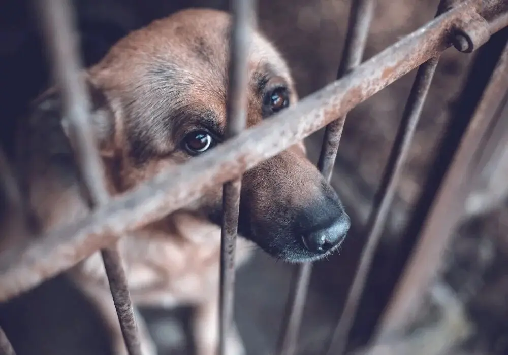 stop animal cruelty.jpg